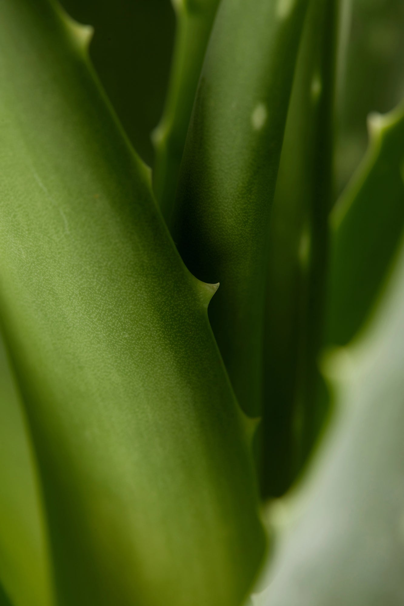 a macro image of an aloe vera plant