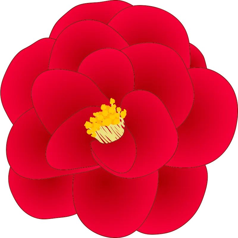 illustration of a red camellia flower