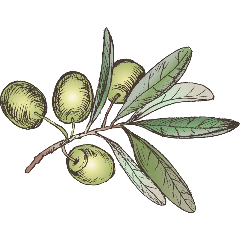 illustration of a cluster of olives on a tree branch with leaves