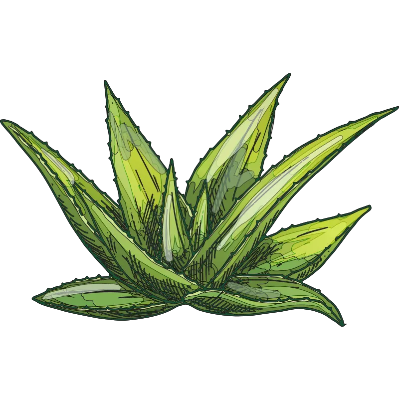 illustration of an aloe vera plant