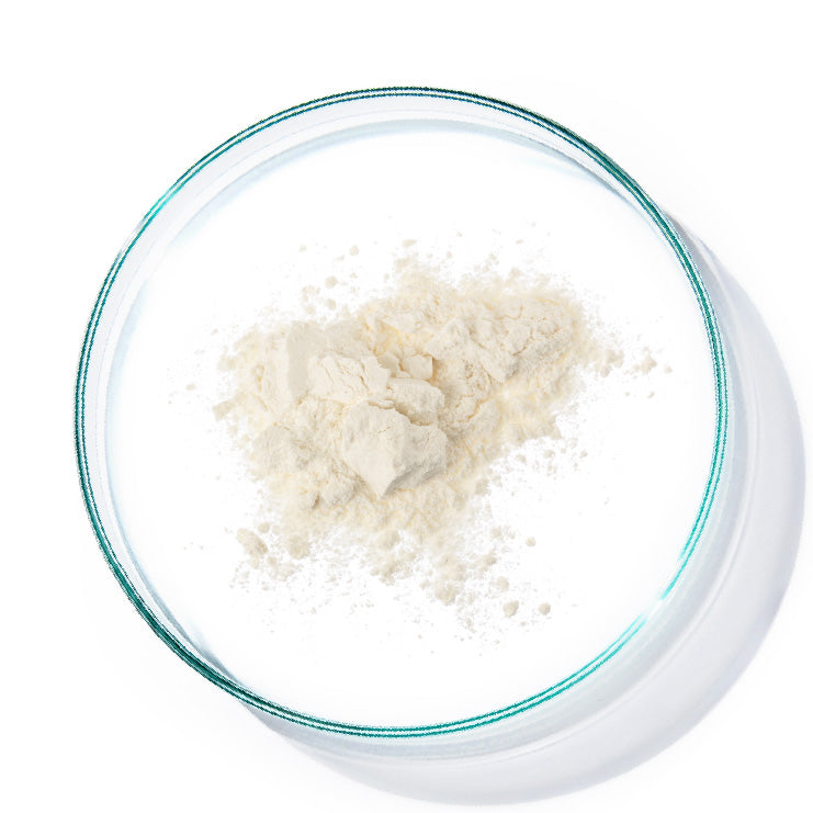 petrie dish with hydrolyzed collagen powder in it
