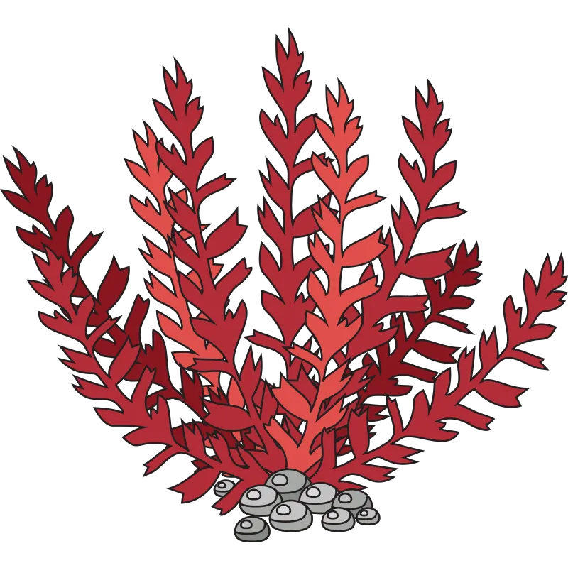 illustration of a cluster of red kelp