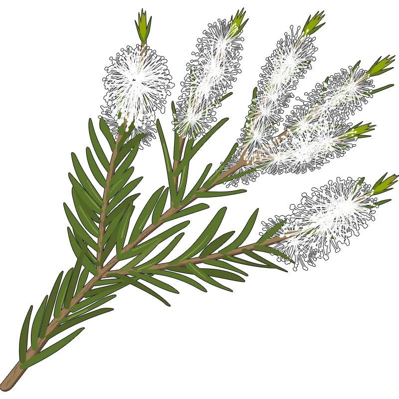 illustration of a branch from a tea tree with white flowers at the tips