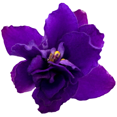 violet flower